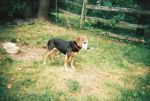 Dogs Beagle 7/8 dachsund 1/8 mix